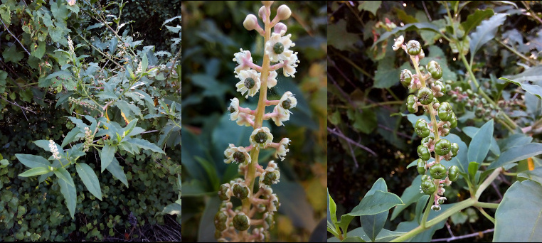 [Three photos spliced together. On the far left is a zoomed out view of the plant showcasing its long green leaves. At various segments of the branch are sticks with either white flowers or green berries as different parts of the plant are in different stages. The middle photo is a close view of one of the branches with its white blooms. At the top the blooms are little balls. Further down the blooms have opened showing the green ball centers. Near the bottom the blooms are mostly green balls. The photo on the right has almost no white left as the green berries are quite plump. ]